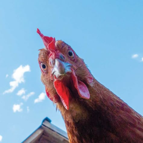 Silly Chicken Pictures, Live Chicken Pictures, Chicken Aesthetic Animal, Farm Animal Photos, Chicken Reference, Chicken Eyes, Chicken Image, Animals Inspiration, Chicken Story