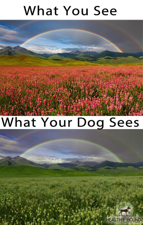 What Your Dog Sees - Rainbow over field of red flowers, dog vision comparison Field Of Red Flowers, Dog Vision, Puppy Tips, Dog Advice, Puppies Tips, Clever Dog, See World, Dog Games, Cute Dog Photos