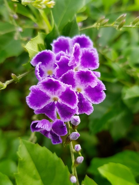 Duranta erecta L. Duranta Plant, Duranta Erecta, Land Scape, Flower Garden, Tattoos, Plants, Flowers, Design