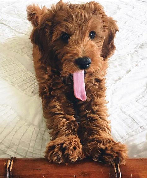 CopperCanyon Doodles | Goldendoodles | United States Dogs Pictures, Mini Goldendoodle Puppies, Mini Doodle, Doodle Puppy, Super Cute Puppies, Mini Goldendoodle, Golden Doodle, Goldendoodle Puppy, Cute Little Puppies