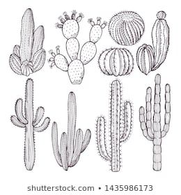 Set Cacti Flowers Hand Drawn Illustration Stock Vector (Royalty Free) 1443486254 Cactus Sketch Simple, Cactus Drawing Easy, Cacti Drawing, Cactus Line Drawing, Cactus Sketch, Nature Doodles, Cactus Outline, Nature Doodle, Cactus Doodle