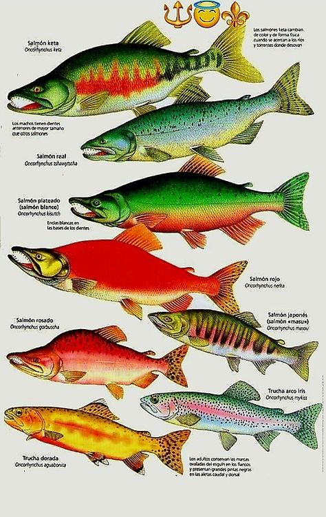 Salmon Species, Fish Chart, Pig Breeds, Fish Artwork, Vintage Campers Trailers, Fish Illustration, Brown Trout, Underwater Creatures, Types Of Fish