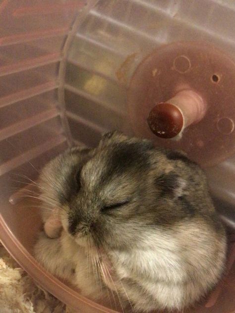 Tiny Hamster, Slide House, Hamster Maze, Hamster Pics, Small Hamster, Hamster Life, Hamster Food, Cutest Pets, Hamster Care