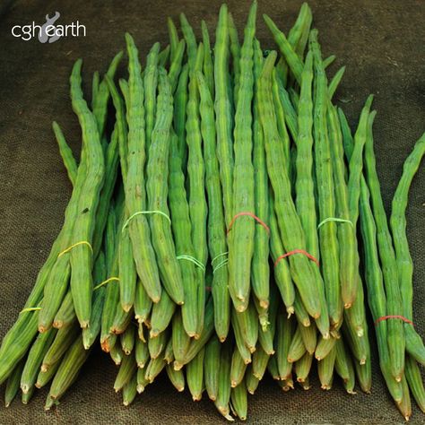 #Drumstick, a powerhouse of minerals, has been part of the South Indian diet since ages and is considered invaluable in #Ayurveda. The drumstick tree (#moringa), also called the ‘miracle tree’ is commonly found in the backyards of Kerala houses. Apart from the stick-like fruit, the flowers and leaves are also used in curry, and the bark is used in Ayurveda medicines. Benefits Of Moringa Leaves, Moringa Seeds, Moringa Tree, Miracle Tree, Indian Diet, Moringa Leaves, Moringa Powder, Healthy Vegetables, Green Vegetables