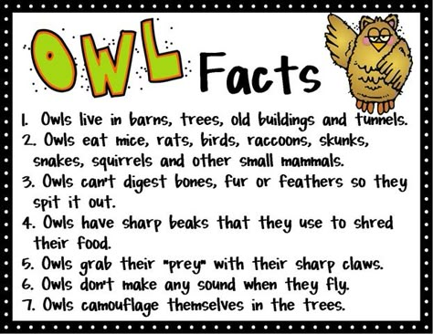 owl facts/nocturnal animals Owl Preschool, Owl Activities, Owl Facts, Owl Pellets, Animals Preschool, Owl Theme Classroom, Owl Classroom, Owl Moon, Fall Preschool