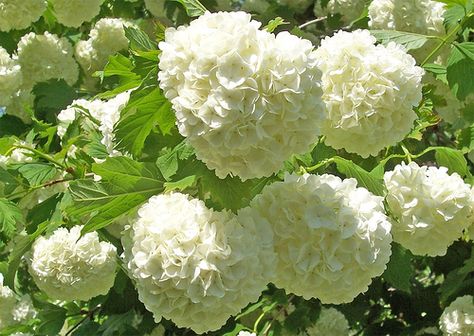 Grow Snowball Trees Snowball Viburnum Although some viburnum species bear fruit, snowball bush is fruitless. Instead, its focal point are the large, round flower heads that open as lime green, but change to white. Snowball bush differs from white-flowering hydrangeas in many ways. This is a larger shrub that can reach heights of 20 feet and prefers sunny areas. It is not as cold-tolerant as hydrangea, growing in U.S. Department of Agriculture plant hardiness zones 6 through 9. Snowball Plant, Snowball Bush, Snowball Tree, Snowball Viburnum, Grandma Garden, Large Backyard Landscaping, Outside Plants, Gardening Inspiration, Backyard Plants