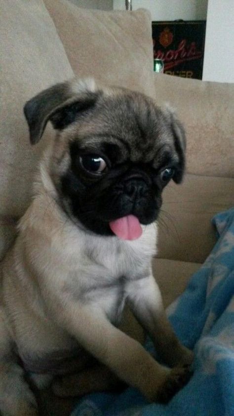 Baby Pugs Puppies, Pugs Cute, Pugs Puppies, Baby Pug, Puppy Pug, Cute Pug Puppies, Baby Pugs, Pug Pictures, Super Cute Puppies