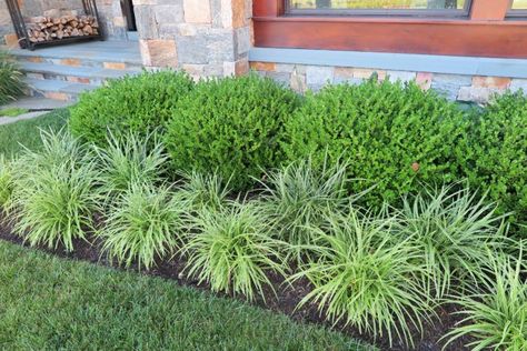 Variegated Liriope, Potted Gardens, Liriope Muscari, Creeping Jenny, Hardscape Design, Front Yard Garden Design, Front Entryway, Front Patio, Variegated Plants