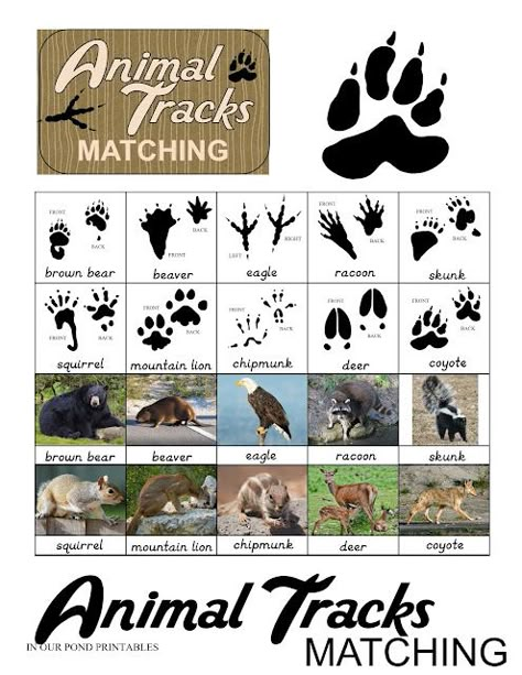 Camping Animals, Coyote Animal, Homeschool Montessori, Animal Footprints, Camping Summer, Free Printable Crafts, Altoid Tin, Free Printable Games, Games Diy