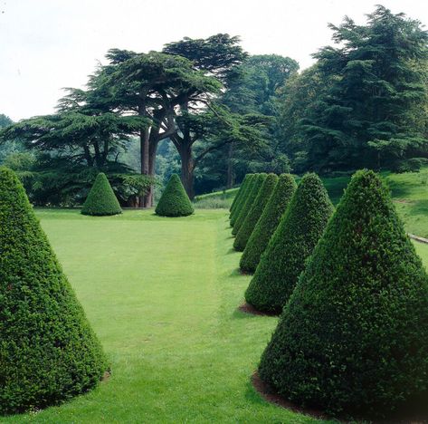 Yew / Taxus Baccata 120-140cm | Hedgeplants-heijnen.co.uk Taxus Baccata, Hedging Plants, Perfect Plants, Types Of Soil, Summer Months, Hedges, Bright Green, Hot Summer, Colorful Flowers