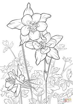 Colorado State Flower, Columbine Flower, Flag Coloring Pages, Flower Line Drawings, Preschool Coloring Pages, Flower Drawings, Flowers Drawing, Printable Ideas, Drawing Flowers