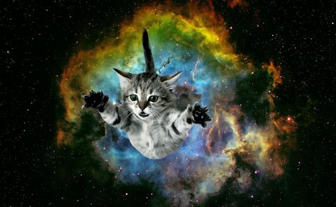 80+ Galaxy Cat Wallpapers on WallpaperPlay Flying Cat, Pizza Cat, Galaxy Cat, Collage Drawing, Cat Background, Cat Mouse, Curious Cat, Space Cat, Kittens Funny