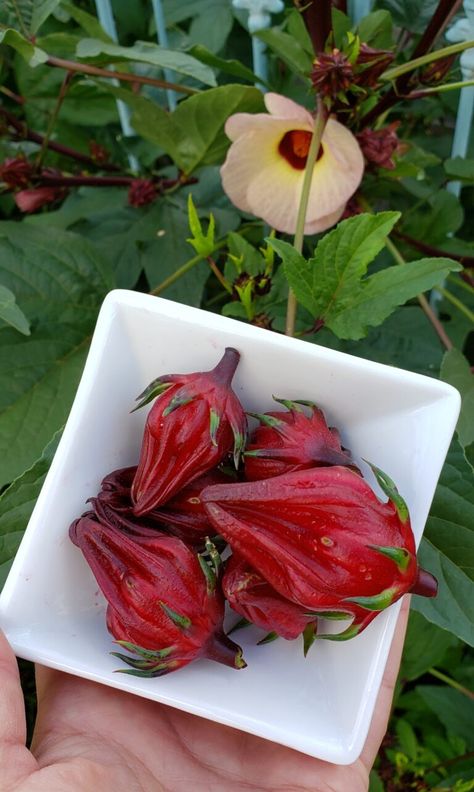 Roselle Hibiscus - Garden Girl Cooks Roselle Plant, Roselle Hibiscus, Growing Hibiscus, Zone 9b, Delish Cakes, Hibiscus Garden, Seed Balls, Natural Landscaping, Girl Cooking