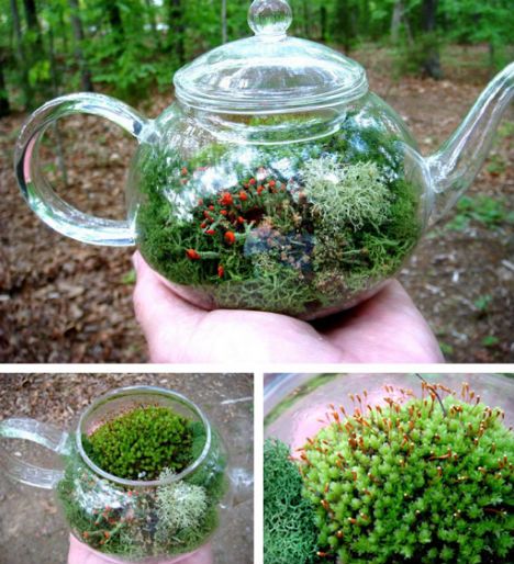 DIY-terrarium-teapot نباتات منزلية, Terrarium Containers, Terrarium Ideas, Mini Gardens, Deco Nature, Moss Terrarium, Moss Garden, Miniature Gardens, Indoor Gardens