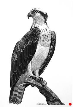 Osprey by William Harrison Wolff Carbon Pencil ~ 30" x 22" Osprey Tattoo, Black And White Lion, Silhouette Wall Art, Lovely Creatures, Drawing Templates, African Animals, About Art, Mans Best Friend, Bald Eagle