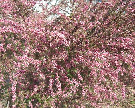 Australian tea tree Australian Tea Tree, Australian Trees, Erosion Control, Bodhi Tree, Sloped Garden, Australian Native Plants, Sandy Soil, Ornamental Trees, Evergreen Shrubs