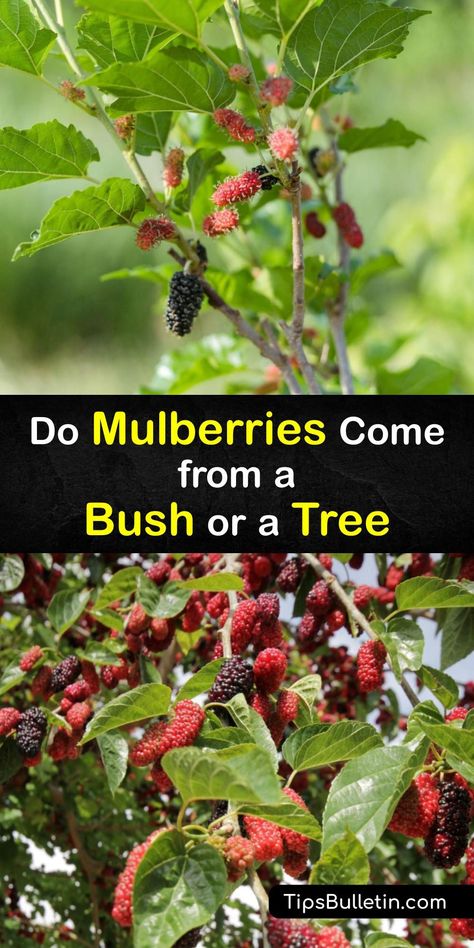 Mulberry fruit grows on three types of trees, Morus alba, Morus nigra, and Morus rubra, but nowhere in the world do mulberries grow on a bush. Despite the misconception, there is no such thing as a mulberry bush. Discover more about the mulberry tree with our help. #mulberry #tree #bush Mullbery Tree, Mulberry Benefits, Mulberry Plant, Mulberry Recipes, Fruit Facts, Plants Tips, Mulberry Fruit, Types Of Trees, Covered Backyard