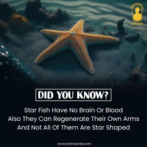 Discover some interesting facts about Starfish. . . . . ..#onlenalanda #school #schoolstudents #learning #starfish #facts #sm4dm Starfish Facts, Some Interesting Facts, Show And Tell, Interesting Facts, Facts About, Starfish, Did You Know, Fun Facts