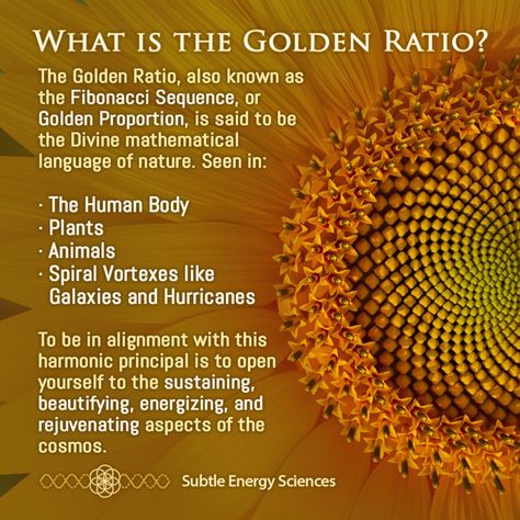 Fibonacci Spiral Meaning, Fibonacci Meaning, Fibinocci Sequence, Fibinocci Spiral, Fibinocci Art, Fibinocci Sequence Art, Fibanocci Spiral, The Fibonacci Sequence, Sunflower Fibonacci