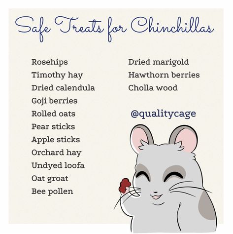 Chinchilla Food List, Chinchilla Care Guide, Chinchilla Names Ideas, Cute Chinchilla Cage Ideas, Chinchilla Tips, Chinchilla Accessories, Chinchilla Cage Ideas, Chinchilla Treats, Sugar Glider Care