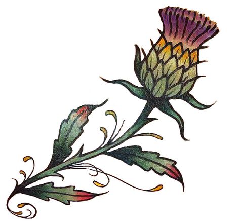 American Traditional Thistle Tattoo, Celtic Thistle Tattoo, Small Scottish Tattoo, Thistle Tattoo Design, Traditional Thistle Tattoo, Thistle Aesthetic, Flower Ornamental Tattoo, Irish Thistle, Thistle Drawing