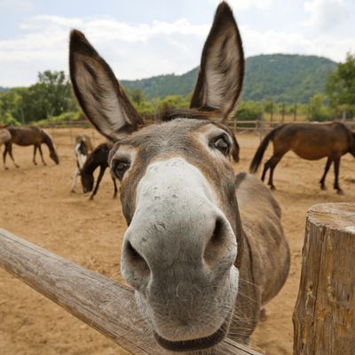 Folklore says these animals are the... - Farmers' Almanac A Donkey, Donkeys, Fence, Horses, Funny, Animals