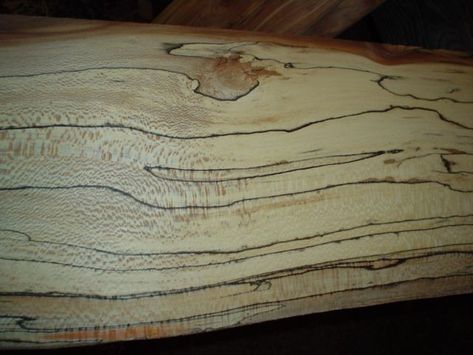 How To Spalt Wood Woodworking Tricks, Spalted Wood, Malt Beer, Live Tree, Woodworking Ideas, Woodturning, Shop Ideas, Raw Material, May 27