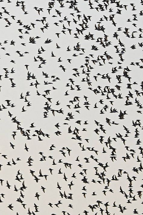 Bird Flock at Point Isabel Flock Of Birds Photography, Art Grimoire, Birds Flocking, Flocks Of Birds, Flock Of Crows, Bird Flock, Black And White Building, Black And White Birds, Sparrow Bird