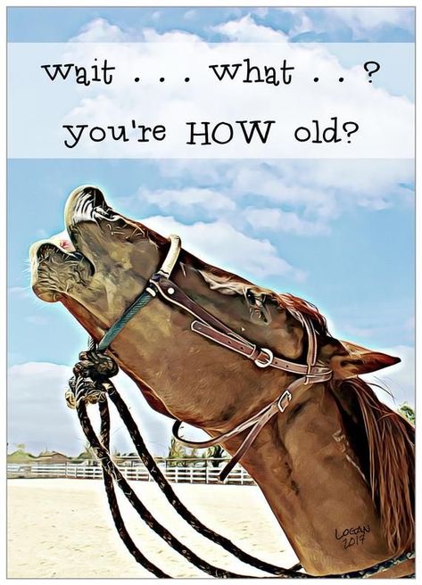 Happy Birthday Horse Lover, Birthday Horse, Birthday Ecards Funny, Funny Birthday Wishes, Funny Happy Birthday Images, Horse Funny, Quote Picture, Birthday Quote, Birthday Memes