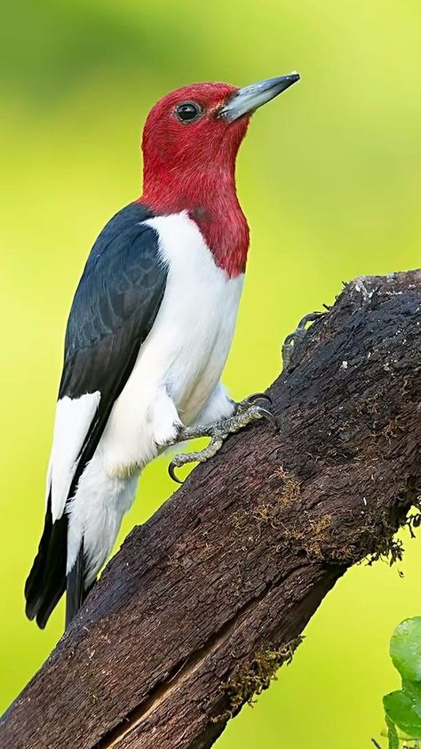 Red Headed Woodpecker, Woodpeckers, Most Beautiful Birds, Tiny Bird, Money Spells, Reptiles Pet, Magic Ring, Wild Dogs, White Bird