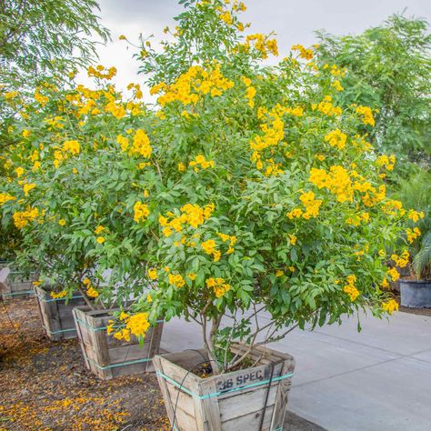 Yellow Bells | Shrubs | Moon Valley Nurseries Yellow Trumpet Flower, Low Maintenance Shrubs, Trumpet Flower, Desert Landscapes, Beautiful Yards, Fast Growing Plants, Evergreen Shrubs, Tropical Landscaping, Desert Landscaping