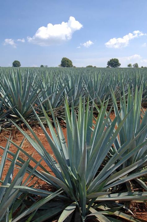 Agave Aesthetic, Tequila Photography, Tequila Plant, Agave Painting, Spiky Plants, Tulum Party, Agave Field, Tequila Mexico, Blue Agave Plant