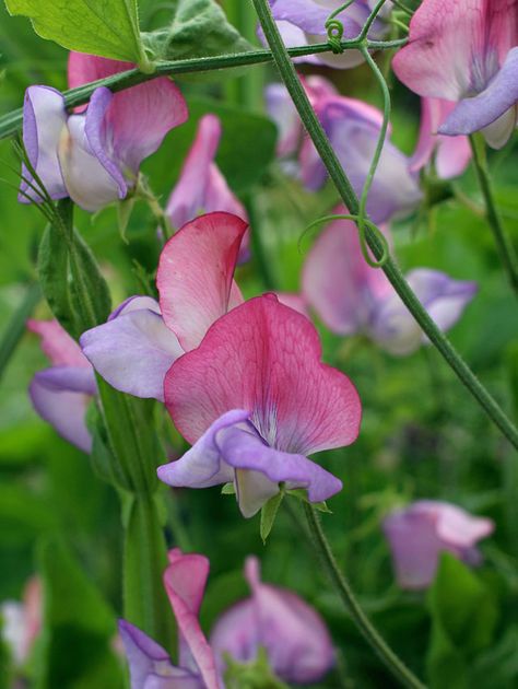 Pea Garden, Lathyrus Odoratus, Sweet Pea Seeds, Sweet Pea Flowers, Cottage Garden Plants, Pea Flower, Gorgeous Flowers, Garden Pictures, Sweet Peas