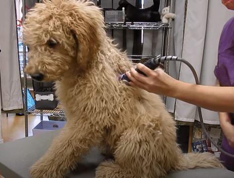 Labradoodle Grooming Guide (2021) - Lots of pictures! - We Love Doodles Chocolate Labradoodle Haircut Style, Australian Labradoodle Haircut Style, Poppy Doodle, Australian Labradoodle Grooming, Labradoodle Hair, Labradoodle Haircut Style, Labradoodle Haircut, Mountain Doodle, Doodle Grooming