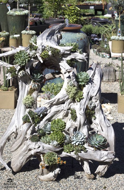 Driftwood beauty http://rogersgardens.com/design-ideas/ Rogers Gardens, Succulent Garden Design, Garden Area, Succulent Gardening, Garden Signs, Succulents Garden, Rock Garden, Dream Garden, Planting Succulents