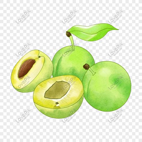 Plum Illustration, Fruits Vector, Green Plum, Plum Fruit, Fruit Vector, Png Free Download, Kakadu Plum, Green Fruit, Free Picture