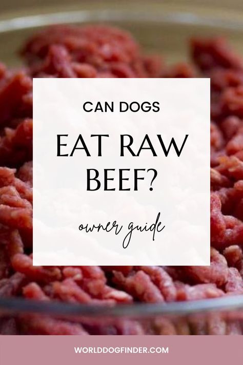 Many dog owners consider switching their dogs to raw dog food, and one of the first questions they have is, “Can dogs eat raw beef?” The shortest answer would be - It depends. Beef is usually a great protein and fat source, but that doesn’t mean all raw beef is safe for dogs. Here is what you should know and look out for before you feed your dog raw beef; #dogfood #food #dog #dogbreeds Raw Beef, Raw Dog Food, Fat Sources, Raw Meat, Food Dog, Beef Meat, Raw Dog Food Recipes, Human Food, Can Dogs Eat