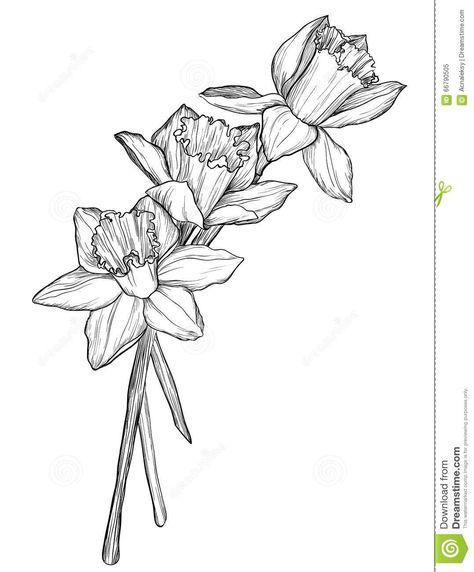 Narcissus Tattoo, Narcissus Flower Tattoos, Narcissus Flowers, Daffodil Tattoo, Narcissus Flower, Skeleton Hand Tattoo, Flower Sleeve, Birth Flower Tattoos, Flower Outline