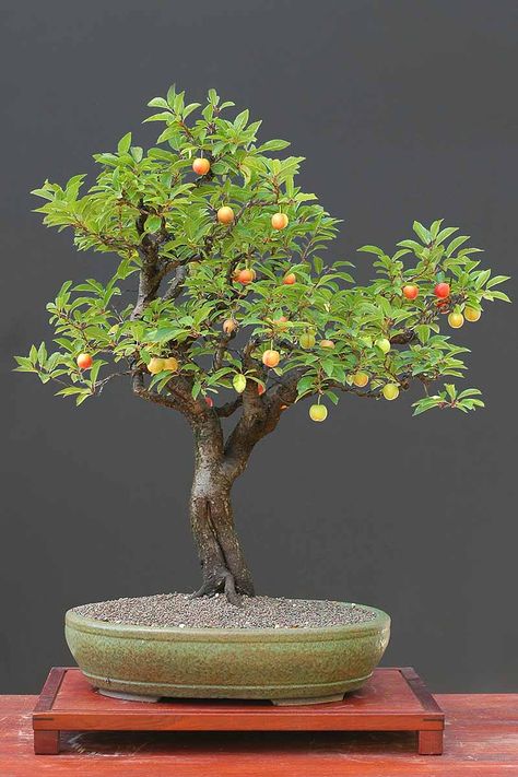 Growing Fruit Trees Indoors, Bonsai Fruit Tree How To Grow, Orange Bonsai Tree, Lemon Tree Bonsai, Apple Bonsai, Bonsai Cherry Tree, Fruit Bonsai, Big Bonsai Tree, Bonsai Apple Tree