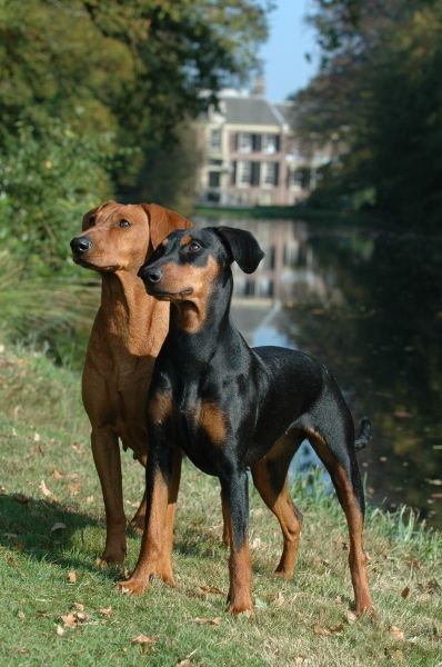 German Pinscher Colors German Pinscher, Min Pins, Doberman Dogs, Miniature Pinscher, Doberman Pinscher, Working Dogs, Medium Dogs, Doberman, Dog Names