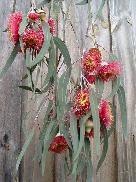 Water Wise Plants, Native Gardens, Australian Native Garden, Gardening Landscaping, Worm Composting, Australian Native Flowers, Australian Plants, California Garden, Australian Native Plants