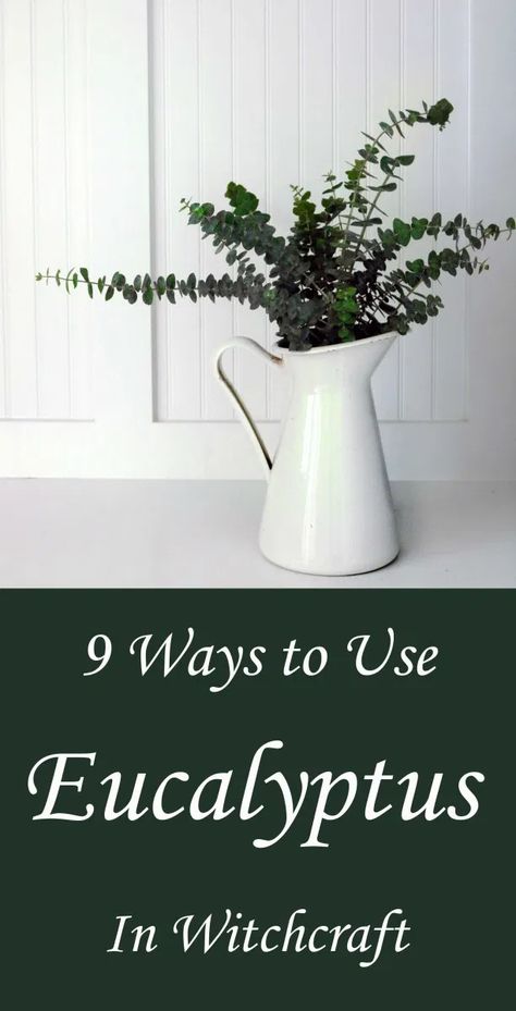 Eucalyptus and Witchcraft: 9 Ways to Use It - Moody Moons Eucalyptus Witchcraft Uses, Magical Properties Of Eucalyptus, Eucalyptus Meaning Witchcraft, Eucalyptus Magical Properties, Eucalyptus Meaning, Witchy Ideas, Witchcraft Altar, Traditional Witchcraft, Healing Salves