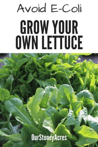 Romaine Lettuce Growing, Garden Lettuce, Grow Lettuce, Tattoo Plant, Growing Lettuce, Backyard Vegetable Gardens, Organic Vegetable Garden, Aquaponics System, Home Vegetable Garden