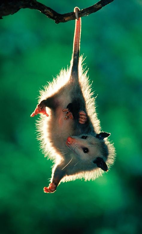 15+ Awesome Possums And Opossums | Bored Panda | Bloglovin’ Opossum Hanging, Draw Scenery, Baby Possum, Regnul Animal, Awesome Possum, Wildlife Rehabilitation, Baby Animals Funny, Animal Planet, An Animal