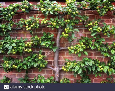 Download this stock image: Espaliered apple tree in a formal English walled kitchen garden, England, UK - 2BJCP6W from Alamy's library of millions of high resolution stock photos, illustrations and vectors. Formal English, Espalier Fruit Trees, Fruit Tree Garden, Flower Trellis, Smart Garden, Fast Growing Trees, Fruit Tree, Ornamental Trees, Apple Fruit