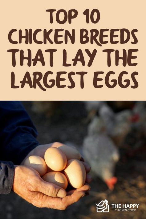 White Leghorn Chicken, Egg Chickens, Chickens Backyard Breeds, Simple Homestead, Chickens 101, Chicken Tips, Training Chickens, Chicken Raising, Sustainable Farm