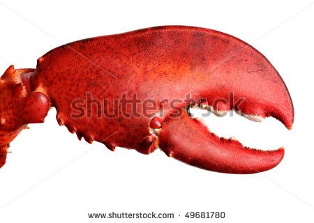 Lobster Claw Stock Photos, Images, & Pictures | Shutterstock Crab Monster, Cooked Lobster, Food For Special Event, Lobster Tail, Lobster Meat, Lobster Tails, Lobster Claws, Vegetable Drinks, Crustaceans