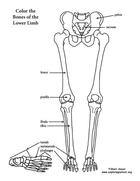 Bones Diagram, Anatomy Coloring Pages, Bones Drawing, Skeletal Anatomy, Anatomy Coloring, Bone Drawing, Human Skeleton Anatomy, Leg Anatomy, Skeleton Drawing