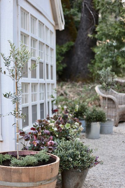 French Country Landscaping, French Cottage Garden, Courtyard Plants, Potted Olive Tree, Greenhouse Garden, Herbs And Flowers, French Country Garden, Pond Design, English Country Gardens