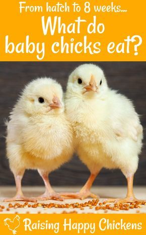 So you're planning to have baby chicks and you're not sure what feed is best for them? Here's all the information you'll need, from immediately post-hatch to 8 weeks. Raising Turkeys, Baby Chicks Raising, Chicken Incubator, Chicken Funny, Funny Books, Raising Ducks, Raising Chicks, Baby Chicken, Feed Store